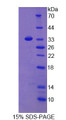 Figure 3. SDS-PAGE