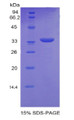 Figure 1. SDS-PAGE