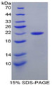 Figure 1. SDS-PAGE