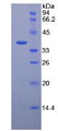 Figure 2. SDS-PAGE