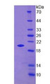 Figure 2. SDS-PAGE