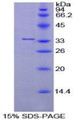 Figure 1. SDS-PAGE