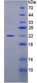 Figure 2. SDS-PAGE