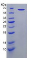 Figure 2. SDS-PAGE