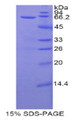 Figure 1. SDS-PAGE