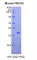 Figure 1. SDS-PAGE