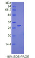 Figure 1. SDS-PAGE