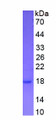 Figure 1. SDS-PAGE