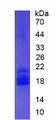 Figure 3. SDS-PAGE