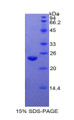 Figure 1. SDS-PAGE