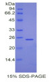 Figure 1. SDS-PAGE