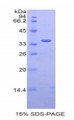 Figure 1. SDS-PAGE