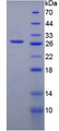 Figure 2. SDS-PAGE