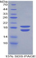 Figure 1. SDS-PAGE