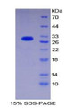 Figure 1. SDS-PAGE