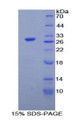 Figure 1. SDS-PAGE