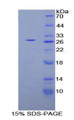 Figure 1. SDS-PAGE