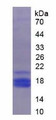 Figure 2. SDS-PAGE