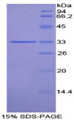 Figure 1. SDS-PAGE