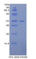 Figure 1. SDS-PAGE