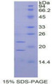 Figure 1. SDS-PAGE