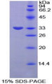 Figure 1. SDS-PAGE