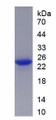 Figure 1. SDS-PAGE