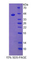 Figure 1. SDS-PAGE