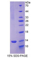 Figure 1. SDS-PAGE