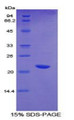 Figure 1. SDS-PAGE