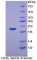 Figure 1. SDS-PAGE