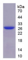 Figure 1. SDS-PAGE