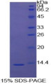 Figure 1. SDS-PAGE