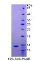 Figure 1. SDS-PAGE