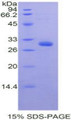 Figure 1. SDS-PAGE