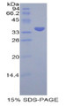 Figure 1. SDS-PAGE