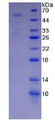 Figure 2. SDS-PAGE