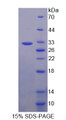 Figure 1. SDS-PAGE