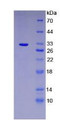 Figure 3. SDS-PAGE