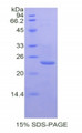 Figure 1. SDS-PAGE