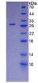 Figure 3. SDS-PAGE