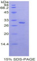 Figure 1. SDS-PAGE