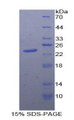 Figure 2. SDS-PAGE