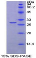 Figure 1. SDS-PAGE