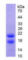 Figure 3. SDS-PAGE