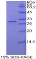 Figure 1. SDS-PAGE