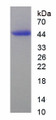 Figure 1. SDS-PAGE