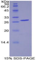 Figure 1. SDS-PAGE