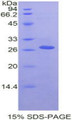 Figure 1. SDS-PAGE