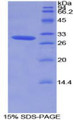 Figure 1. SDS-PAGE